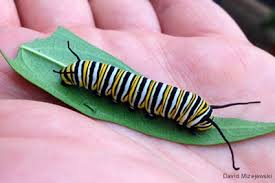 Kids and beginners alike can now draw a great looking caterpillar. Food For Caterpillars