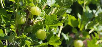 Growing Gooseberries for Delicious Drinks and Desserts