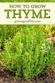 How To Grow Thyme Perennial Herbs Growing Thyme Planting Herbs