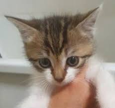 Pin By Silo On Chaton Trop Mignon In 2020 Cute Cats And Kittens Cute Cats Cats And Kittens