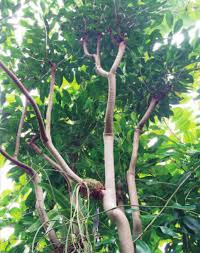 Image result for Belonophora coffeoides