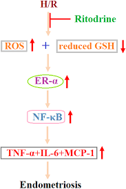 Image result for Ritodrine