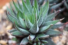 What did the cactus say to the aloe vera? Free Download Aloe Vera Background Leaf Flora Closeup Spine Nature Succulent Piqsels
