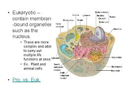 What organelles are found in plant cells? The Plant And Animal Cell The Specifics Cell