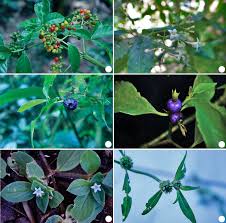 Image result for Spermacoce kirkii