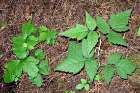 Check spelling or type a new query. Poison Oak Pictures To Help You Id This Plant