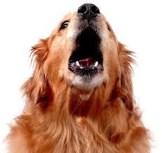 The barking dog, hampton, va. Putting Teeth Into The City S Barking Dog Ordinance Northridge East Neighborhood Council