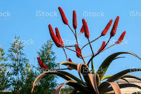 Image result for Aloe excelsa