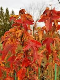 Image result for Acer buergerianum