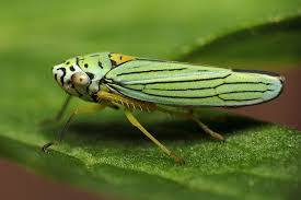 Image result for Arthropteris charletiana