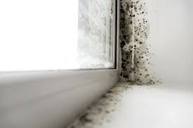 However, they can spread quickly into a larger area and cover most parts of the wall. Mold Vs Mildew What S The Difference Gold Eagle Co