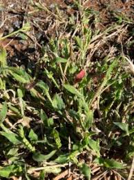 Image result for Urochloa oligotricha