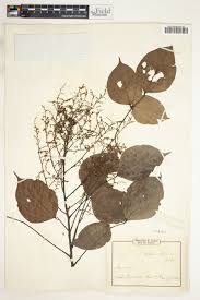 Image result for Agelaea pentagyna