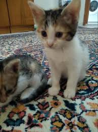 Ucretsiz Kedi Sahiplendirme Ilanlari