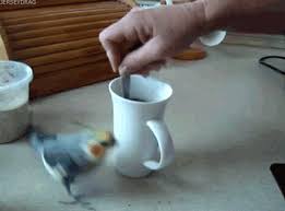 Bird Is The Word Gif With Sound Https Encrypted Tbn0 Gstatic Com Images Q Tbn 3aand9gcrijd2khscicye6aozl97zzt6mv Bijnnlvdq Usqp Cau