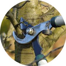 Jbs tree experts llc is a full service tree business serving monmouth and ocean counties. Tree Services Red Bank Removal Trimming Pruning Fertilizer 07701 Frontier Tree