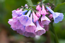 Image result for Trichodesma zeylanicum