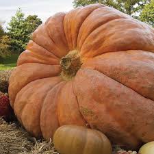 Image result for giant pumpkin