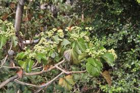 Image result for Hernandiaceae