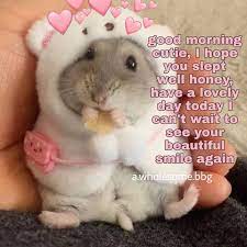 Wholesome Hamster Funny Good Morning Memes Flirty Memes Good Morning Meme