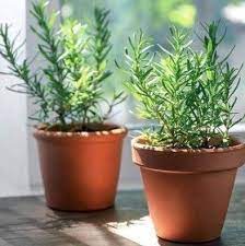 How To Grow Rosemary A Simple Guide For Indoor Outdoor Gardening Growing Rosemary Rosemary Plant Growing Rosemary Indoors