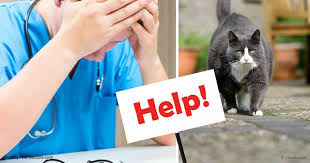 It provides results for the number of the calorie calculator can be used to estimate the number of calories a person needs to consume each day. Weight Loss For Overweight Cats