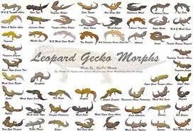 Morphs Leopard Gecko Habitat Leopard Gecko Morphs Lepord