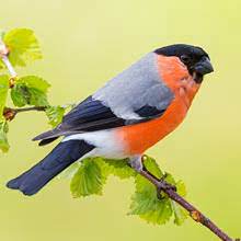 Im garten auch dem from vogelarten im garten pin von doris lucci auf fliegende tiere from vogelarten im garten red rumped swallow hirundo daurica hyperythra endemic bird from. Die 40 Haufigsten Gartenvogel Im Portrat Nabu