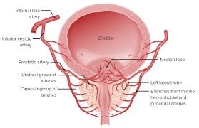 Image result for Prostate Anatomy