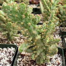 Image result for Opuntia monacantha