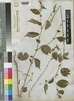 Image result for Triumfetta trichocarpa