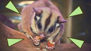 Tem uma risca escura que percorre todo o corpo desde o nariz até à cauda. Petauro Do Acucar Conheca O Sugar Glider E Saiba Como Cuidar Desse Pet Bicho Ideal