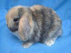 46 Pets For Sale Ideas Pets For Sale Pets Cute Animals