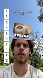 Les goldens vraiment #ranking #classement #filter #dogs #blindranking