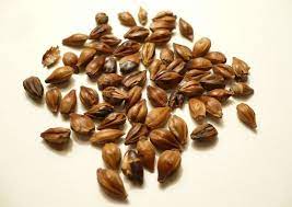 8 Varieties Of Hot Tea Everyone Should Try Hot Tea Barley Tea Store