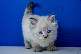The ragdoll is a moderately active cat. Pin On Ragdoll Kittens For Sale