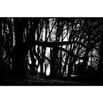 Download Forest Trees Silhouette Free Svg PSD Mockup Templates