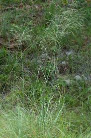 Image result for Eragrostis curvula