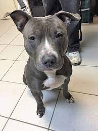 Pitbull puppies adoption near me. Manchester Nh Pit Bull Terrier Meet Regal A Pet For Adoption