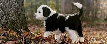 Join millions of people using oodle to find puppies for adoption, dog and puppy listings, and other pets adoption. Bernedoodle And Sheepadoodle Puppies In Tennessee By Ocoee River Doodles