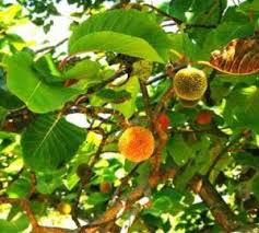 Image result for Burttdavya nyasica