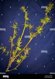 Image result for Alchornea occidentalis