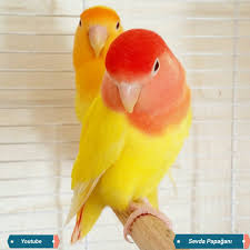 Sevda Papagani Lovebird Agapornis Youtube Sevda Papagani Papagan Muhabbet Kuslari Hayvanlar