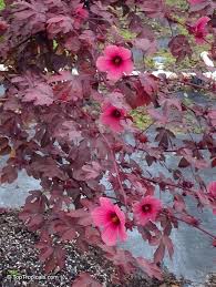 Image result for Hibiscus dongolensis