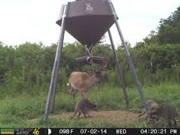 The feeder's lightweight construction and sled base make it easy to move the feeder; Boss Buck Gravity Protein Deer Feeder Cabela S