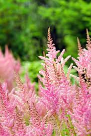 Trees, bushes, vines, flowering plants, and hedges are common types of artificial tall plants in the uk. 45 Best Summer Flowers Beautiful Flowers That Bloom All Summer