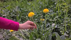 In effetti, sono riuscito a risolvere tutti i puzzle che ti permetteranno di passare al livello successivo. Erbe Spontanee Commestibili Marcheplace