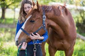 All potential adopters require home checks prior to adoption. What Does A Free Horse Cost Part 1 The Horse