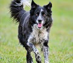 Spots Cutest Border Collie Www Cutearater Com Dog Breed Info Border Collie Border Collie Dog