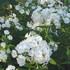 Check spelling or type a new query. Phlox Garden Phlox More White Flower Farm